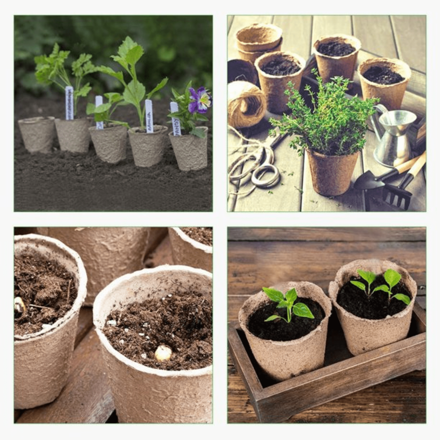 Seed Starter Pots 144pcs Biodegradable Planter Pot for Germination Seedling Starting Seeds Nursery Peat Pots for Indoor & Outdoor Gardening Cup Tools Eco-Friendly 12pcs Packs Set of 12 Total 144