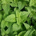 thumbnail image 3 of 260 Seeds| Catnip Seeds - Authentic Seeds ~ GMO Free ~ Seeds~Flower seeds~ Vegetable seeds~ Asian Garden~ Flowers~ Herbs B5G1 #7006, 3 of 5