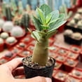 thumbnail image 3 of Desert Rose Adenium Obesum, 3/6 Plants, Starter Seedling, Rare Succulent, 3 of 5