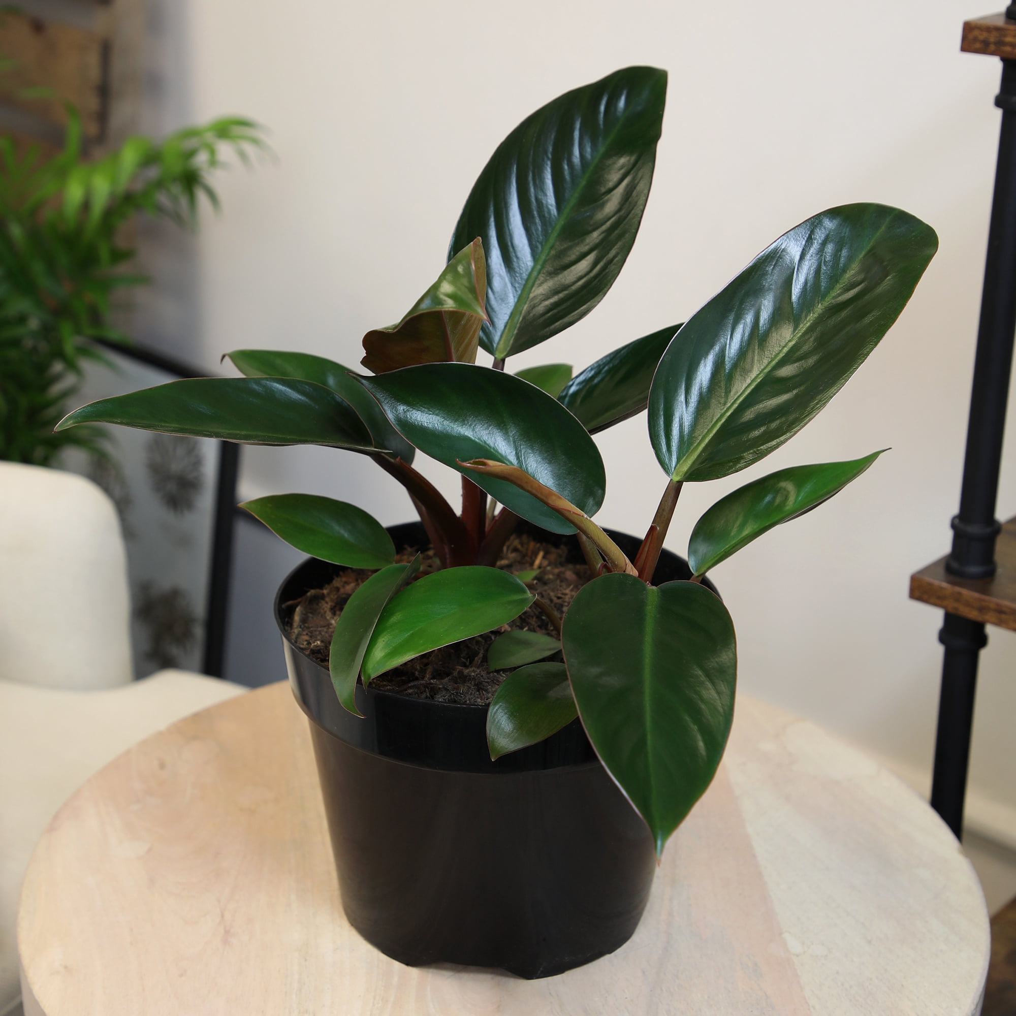 Philodendron 'Congo Red' Indoor Houseplant | 8in Grow Pot; Indirect Light | Element by Altman Plants