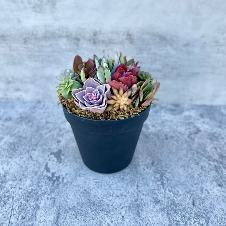 happy bean succulent Peperomia Ferreyrae | Happy Bean | 4" Pot | Pet Friendly And Easy Care  Houseplant