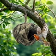 thumbnail image 4 of Wooden Hummingbird House, Outdoor Hanging Bird Nest for Garden, Natural Wood Bird Cage Decor for Hummingbirds, 4 of 6