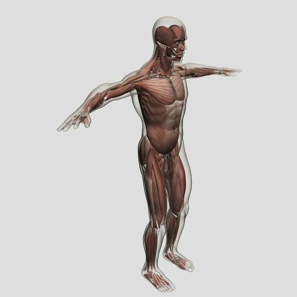 Anatomy of male muscular system, side view Poster Print (28 x 28)