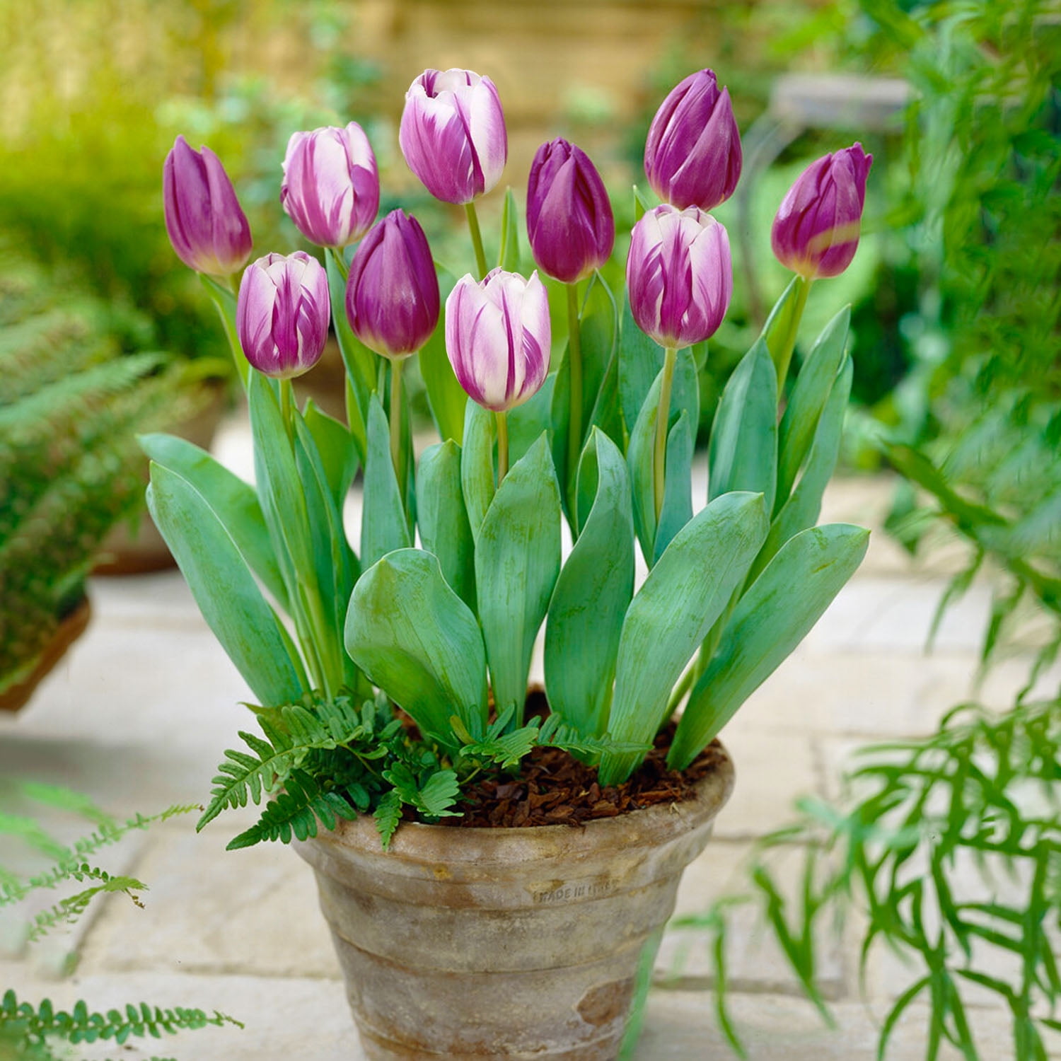 Garden State Bulb Purple Reflection Mixed Triumph Tulip Flower Bulbs, 11/12cm (Bag of 25)
