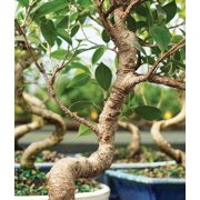 From You Flowers Beginner Ficus Indoor Bonsai Tree