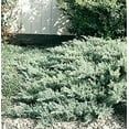 thumbnail image 5 of San Jose Juniper - 10 Live Plants - Juniperus Chinensis - Drought Tolerant Cold Hardy Evergreen Ground Cover, 5 of 7