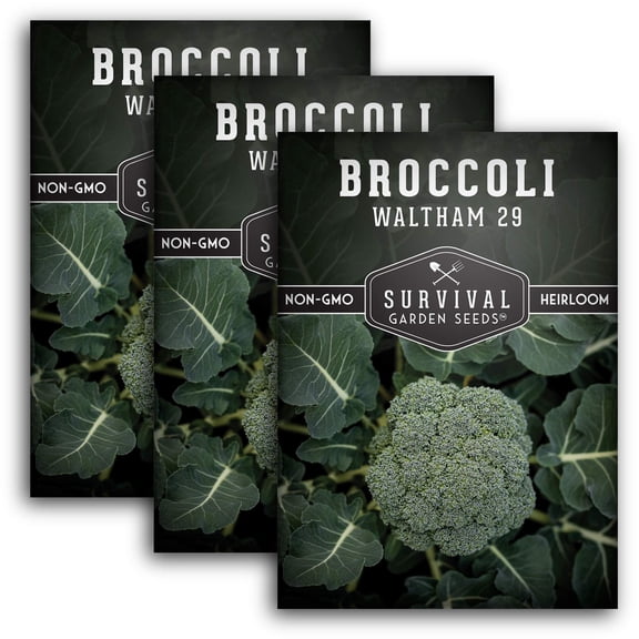 Waltham 29 Broccoli Seeds - Heirloom Vegetable - Full Sun Biennial - 3 Packs
