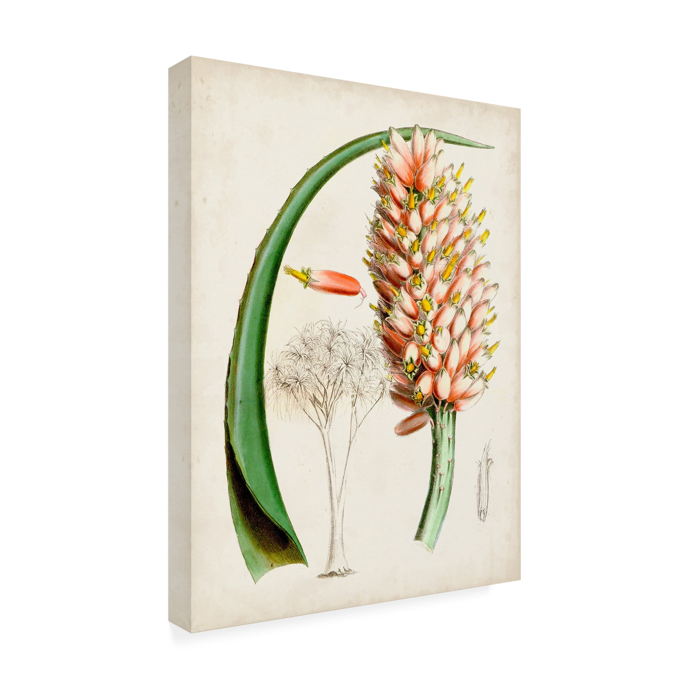 Curtis 'Delicate Tropicals III' Canvas Art