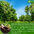 thumbnail image 5 of FreshDrinkUS, Premium 60 Mango Leaf Tea Bags, 100% Natural& Pure from Mango Leaves. Loose Leaf Mango Herbal Tea. Mango Leaf Tea. No Sugar, No Caffeine, No Gluten, Vegan., 5 of 9