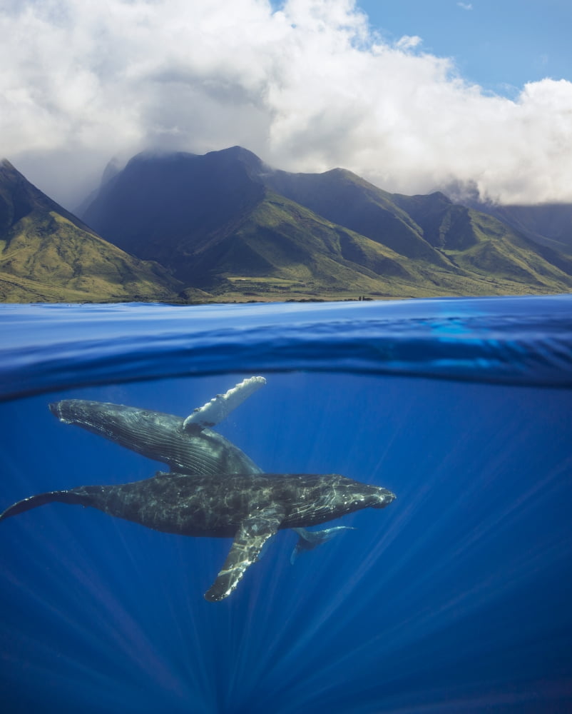 Posterazzi A split image of a pair of humpback whales (Megaptera novaeangliae) underwater in front of the West Maui mountains south of Lahaina Maui Hawaii USA Canvas Art - Dave Fleetham