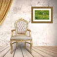 thumbnail image 3 of Su, Keren 14x11 Gold Ornate Wood Framed with Double Matting Museum Art Print Titled - Atlantic Puffin-Fratercula arctica-flying over the meadow carrying fish in its beak-Northumberland-, 3 of 4