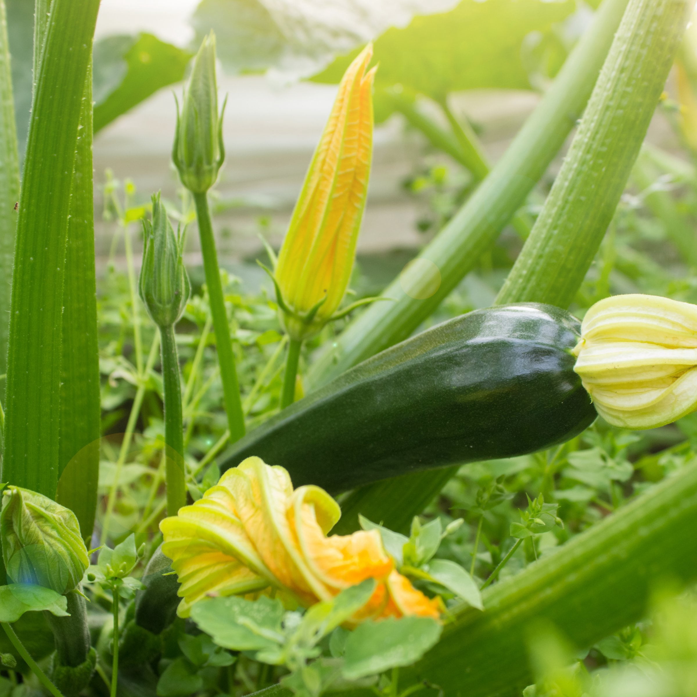 2.5 in. Live Vegetable Black Beauty Zuchinni Plant (3-Pack)