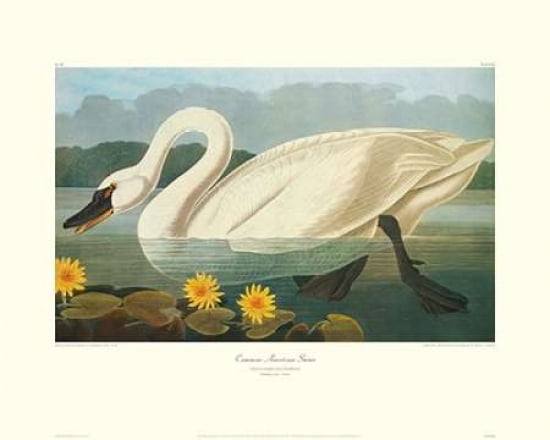 Common American Swa