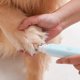 thumbnail image 2 of in 1 Pet  Hair Clipper Self-cleaning Comb Cat Remove Floating Hair Nail Grinder Recharge Haircut For Dogs Cat ShopWise Round, 2 of 8
