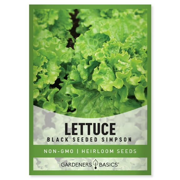 Black Seeded Simpson Lettuce Seeds