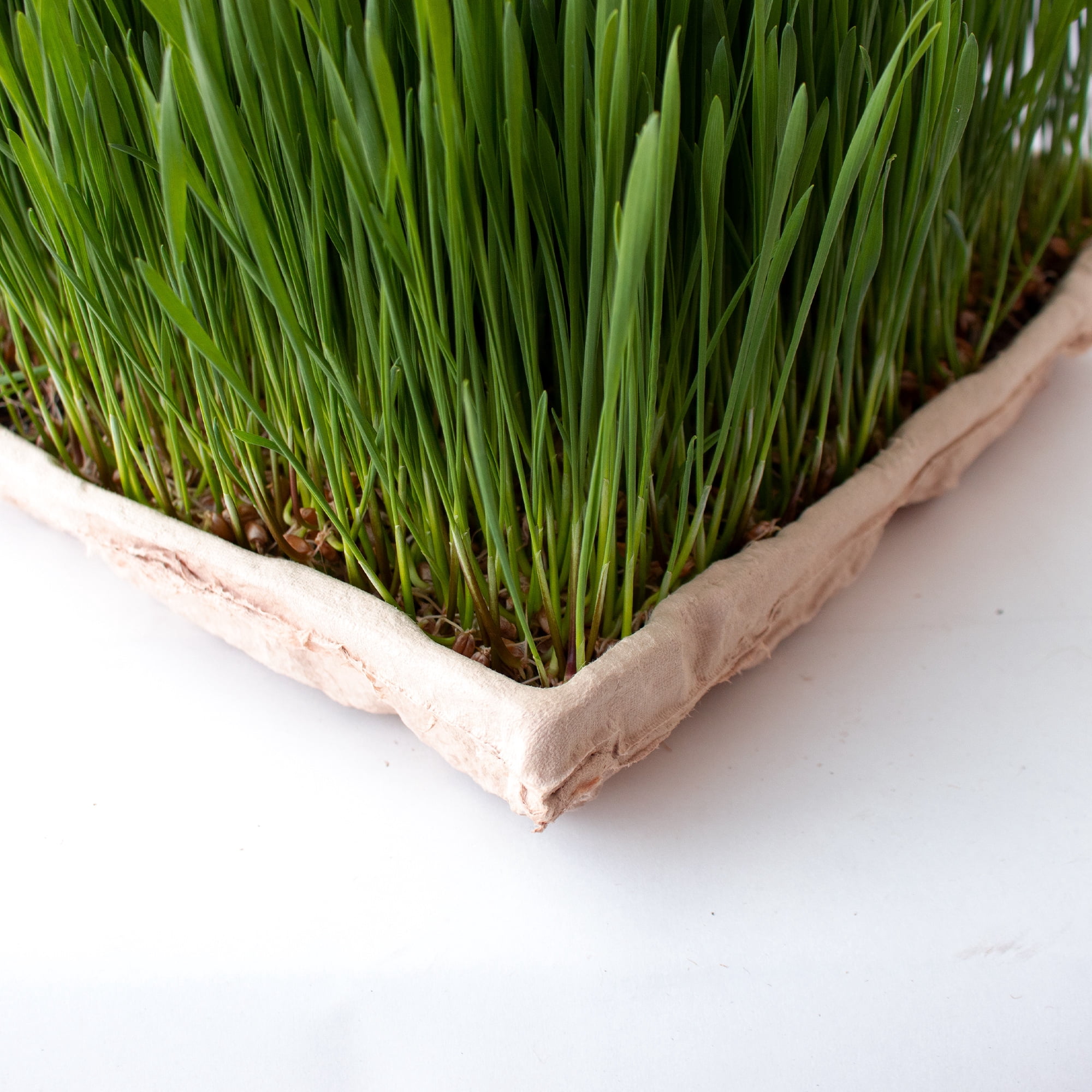 True Micro Tray - ECO Compostable Trays - Pack of 25 - Single Use Stiff Paper Growing Flats - 19