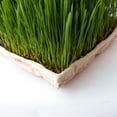 thumbnail image 2 of True Micro Tray - ECO Compostable Trays - Pack of 50 - Single Use Stiff Paper Growing Flats - 19, 2 of 2