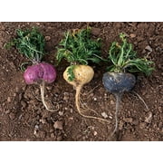 Organic Gelatinized Tri-Color Maca Chips 1 lb