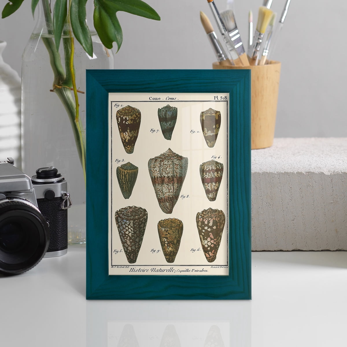 Cone Shell pl. 318 -Framed Print w/glass-Ocean Blue
