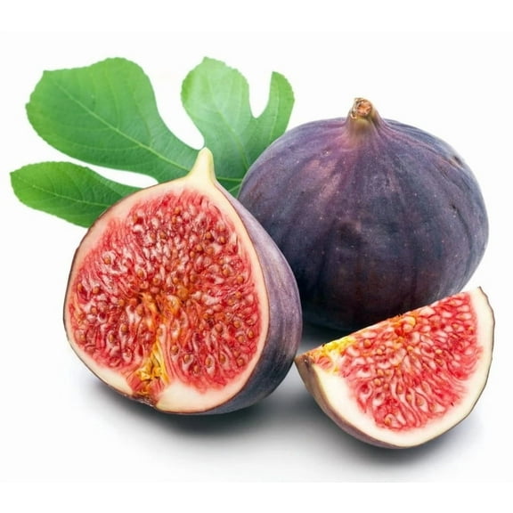 Fignominal Fig Tree Plant 4-8" Tall for Planting - Ficus Carica - Dwarf Fig Tree - Cold Hardy Fig Tree - Sweet Fruit Tree