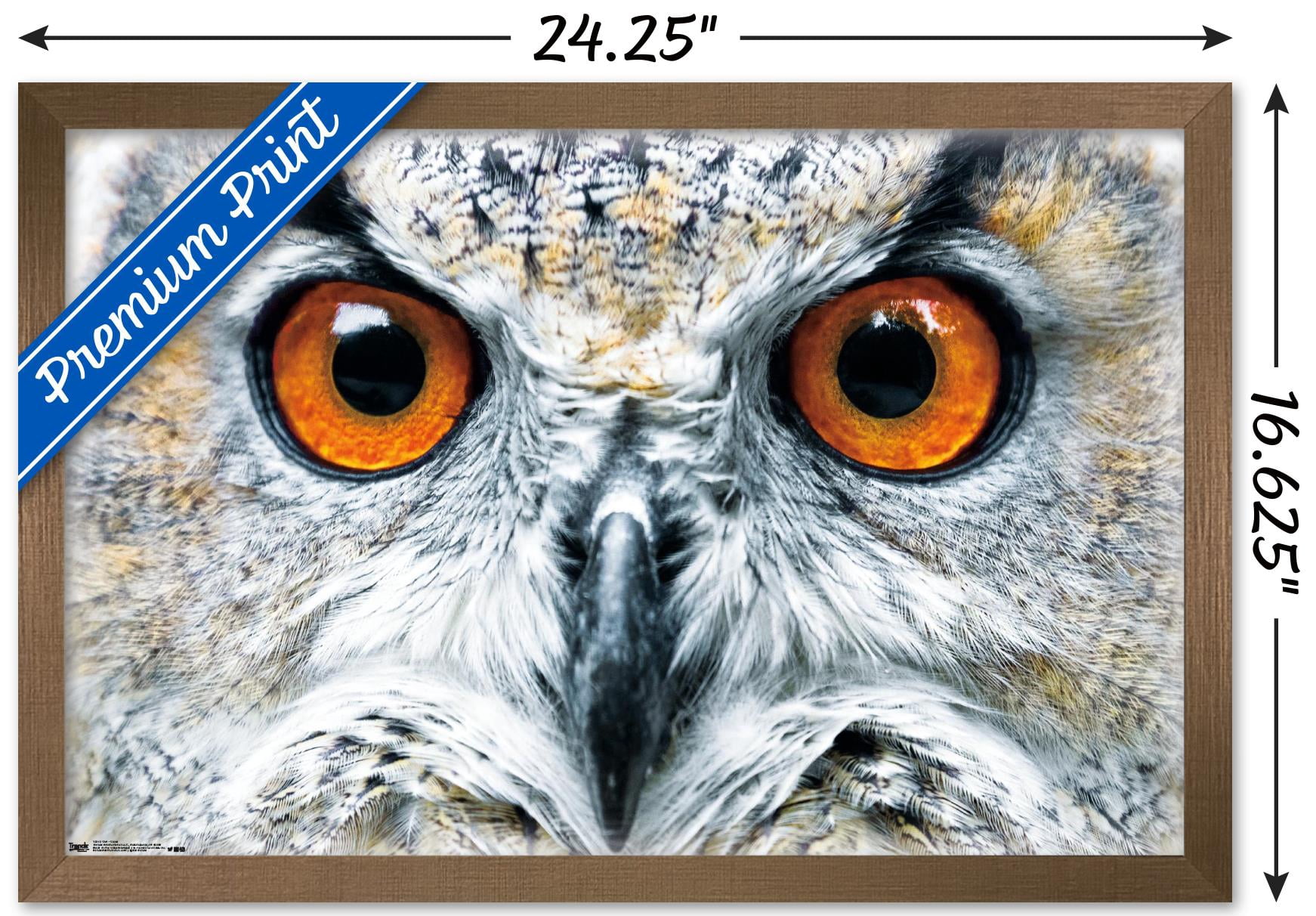Owl - Close Wall Poster, 14.725" x 22.375", Framed