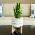 thumbnail image 3 of Flora Bunda Large 12" Realistic Looking Artificial Snake Plant in Geo Paint Ceramic Pot with Wooden Stand for Outdoor Indoor Home or Office D√©cor Artificial Plant, Fake Plant, 3 of 5