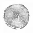 thumbnail image 2 of Carson, Danielle 20x20 White Modern Wood Framed Museum Art Print Titled - Timber Silver I, 2 of 4