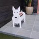 thumbnail image 5 of Maceta bonita para plantas con forma de perro, maceta con flores animales para decoraciones de jardín, producto en oferta, 5 of 5