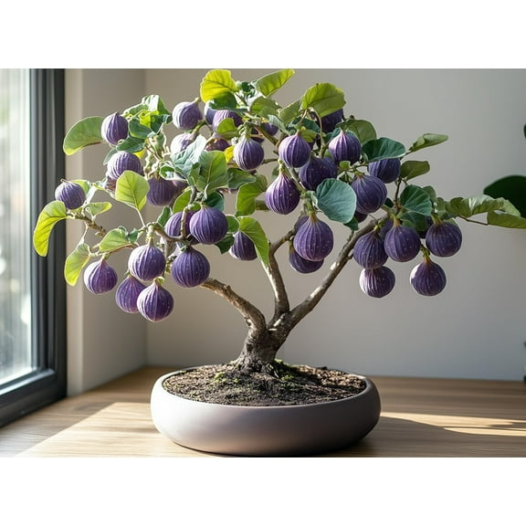 Mission Fig Bonsai Tree Seedling for Planting - Well Rooted 1 Yr. Seedling