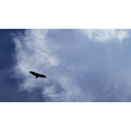 canvas print freedom bird