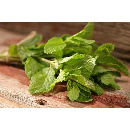 Proven Winners 4-Pack, 4.25 in. Eco+Grande, Peppermint, Live Plant, Herb