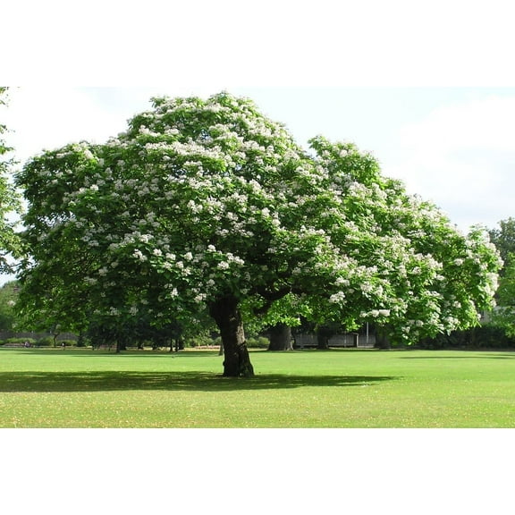 Catalpa (speciosa - North catalapa) Nice Garden Tree 300 Seeds