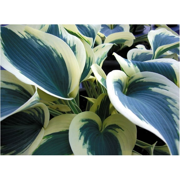 Hosta 'Blue Angel' -Plantain Lily- Live Starter Plant