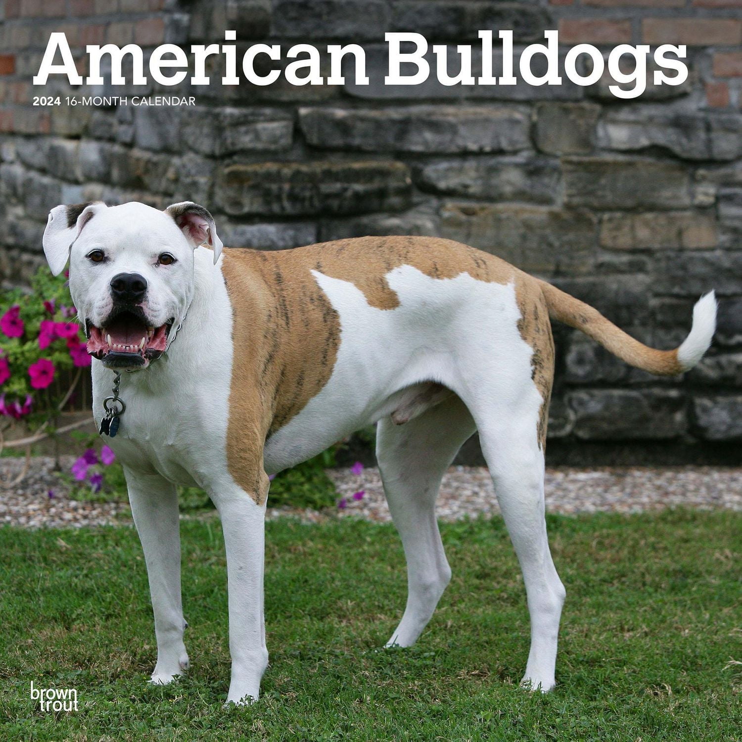 BrownTrout American Bulldogs 2024 12x24 Inch Square Wall Calendar, 9781975470623