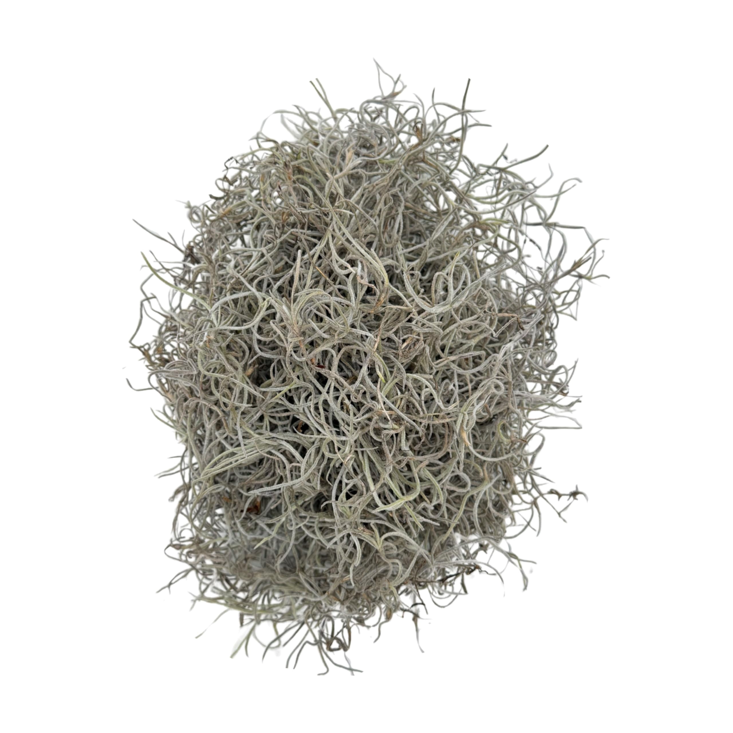 Quality Growers - Mr. Big Fresh Spanish Moss (The Plumper Spanish Moss) - Crafts, Home Decor, Art, Design & DIY Projects - Non-Toxic - Made in USA - Natural, Box