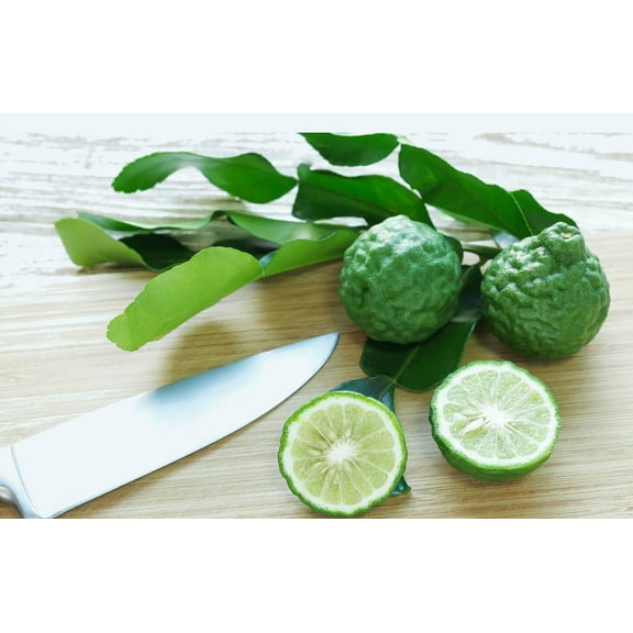 Kaffir Lime Tree - Fruit Bearing Size - 5" Pot - NO SHIP TX,FL,AZ,CA,LA,HI