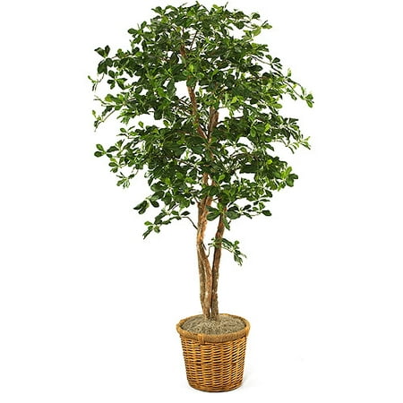 Olive Tree In Planter Walmart  com