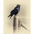 thumbnail image 3 of Brown, Jim 20x24 Black Modern Framed Museum Art Print Titled - Raven, 3 of 5