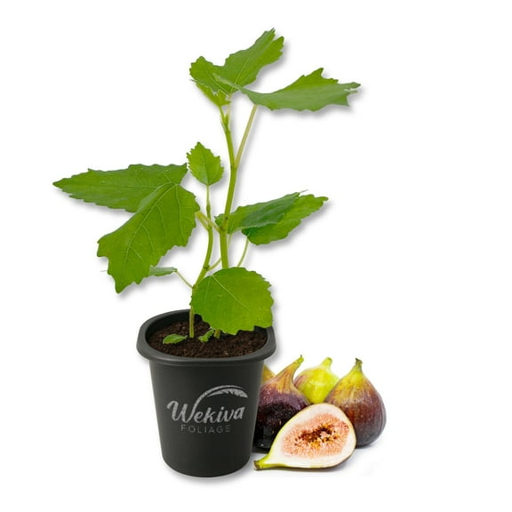 Brown Turkey Fig Tree - 1 Live Starter Plant - Ficus Carica - Edible Fruit Tree for The Patio and Garden