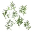 thumbnail image 2 of 20 Pcs Pétales de Fleurs Pressées pour Décoration DIY, 2 of 10