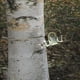 thumbnail image 2 of Herramienta para pelar , cortador pelador de árboles frutales, ergonómico, tijeras para árboles frutales de jardín, herramienta de poda, 2 of 9