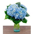 thumbnail image 2 of 5 Fresh-Cut Blue Hydrangea by Arabella Bouquets with a Free, Hand-Blown Glass Vase (Fresh-Cut Flowers), 2 of 7