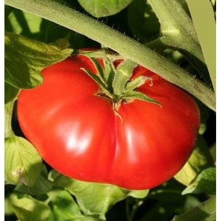 Clovers Garden 6" Green Big Beef Tomato Live Plant in 3.5" Pot
