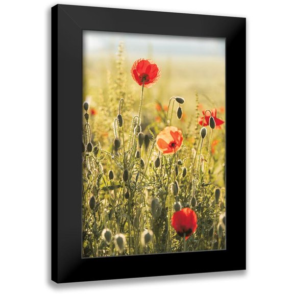 Podt, Martin 11x14 Black Modern Framed Museum Art Print Titled - Poppy Field II