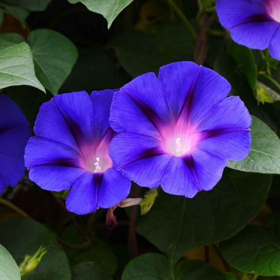 Eden Brothers Morning Glory Seeds - Grandpa Ott, Non-GMO Seeds for Planting, 1/4 lb | Low-Maintenance Flower Seeds, Plant During Spring, Zones 1, 2, 3, 4, 5, 6, 7, 8, 9, 10