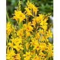 thumbnail image 2 of 25 Yellow Crocosmia Bulbs, Perennial Crocosmia Flower Bulbs for Planting, Flowering Perennial, 2 of 4