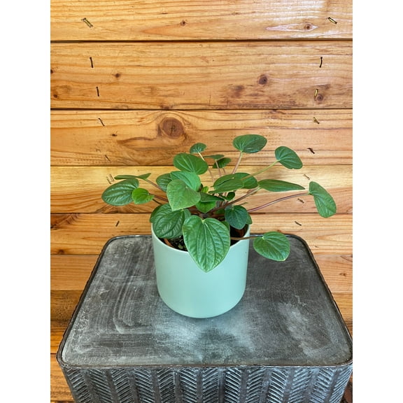 Peperomia Rana Verde, 4" Plant, The Plant Farm