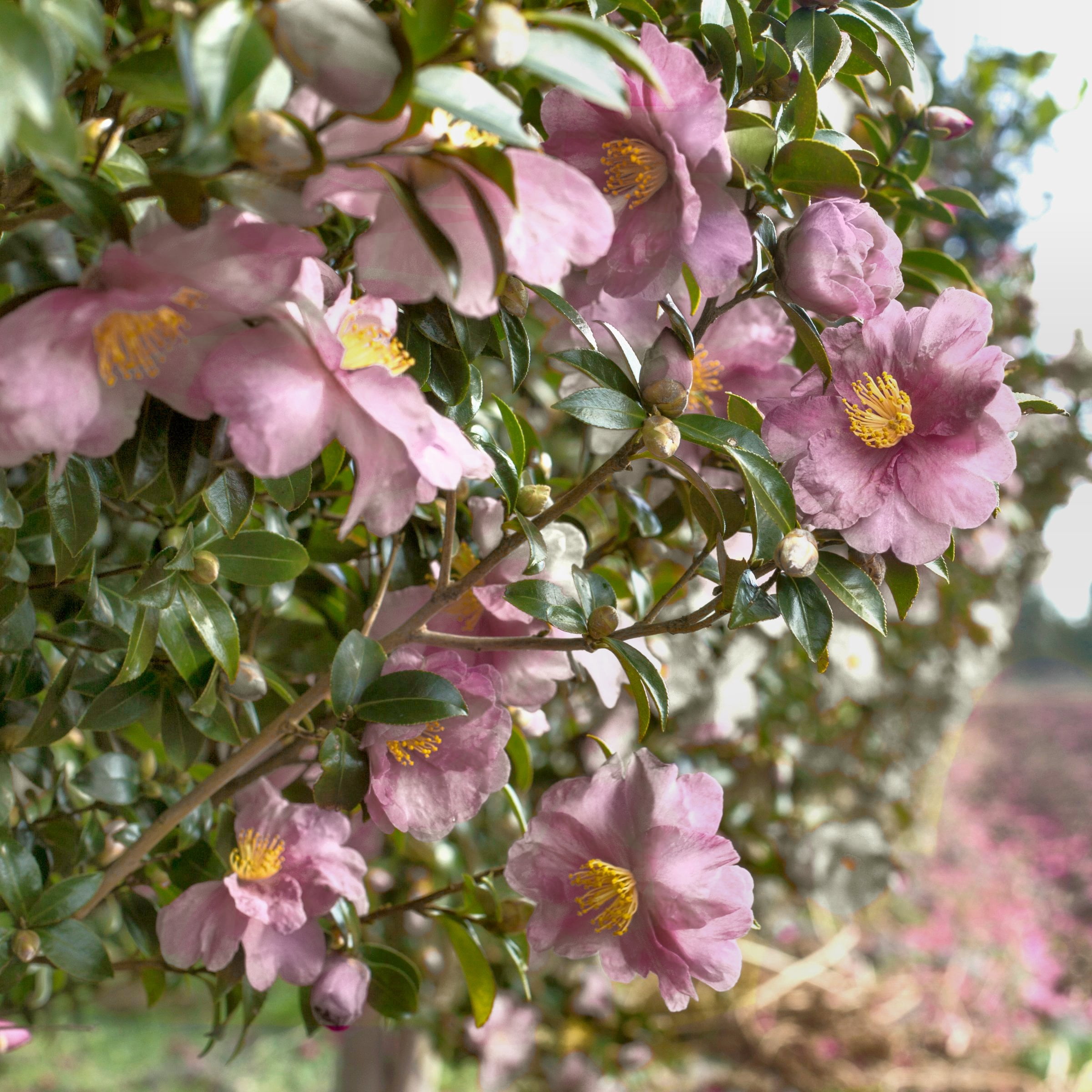 National Plant Network 1 gal. Camellia Japonica Moonlight Bay Shrub