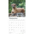 thumbnail image 4 of Rhodesian Ridgebacks | 2025 12x24" (Hanging) Square Wall Calendar | BrownTrout, 4 of 9