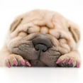 thumbnail image 3 of Cubiertas para uñas de perros, 100 unidades, tapas de garras de PVC suave para el cuidado (rosa cristal, XL), 3 of 10